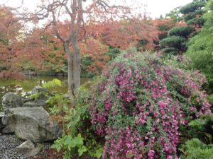 ミヤギノハギ　全体